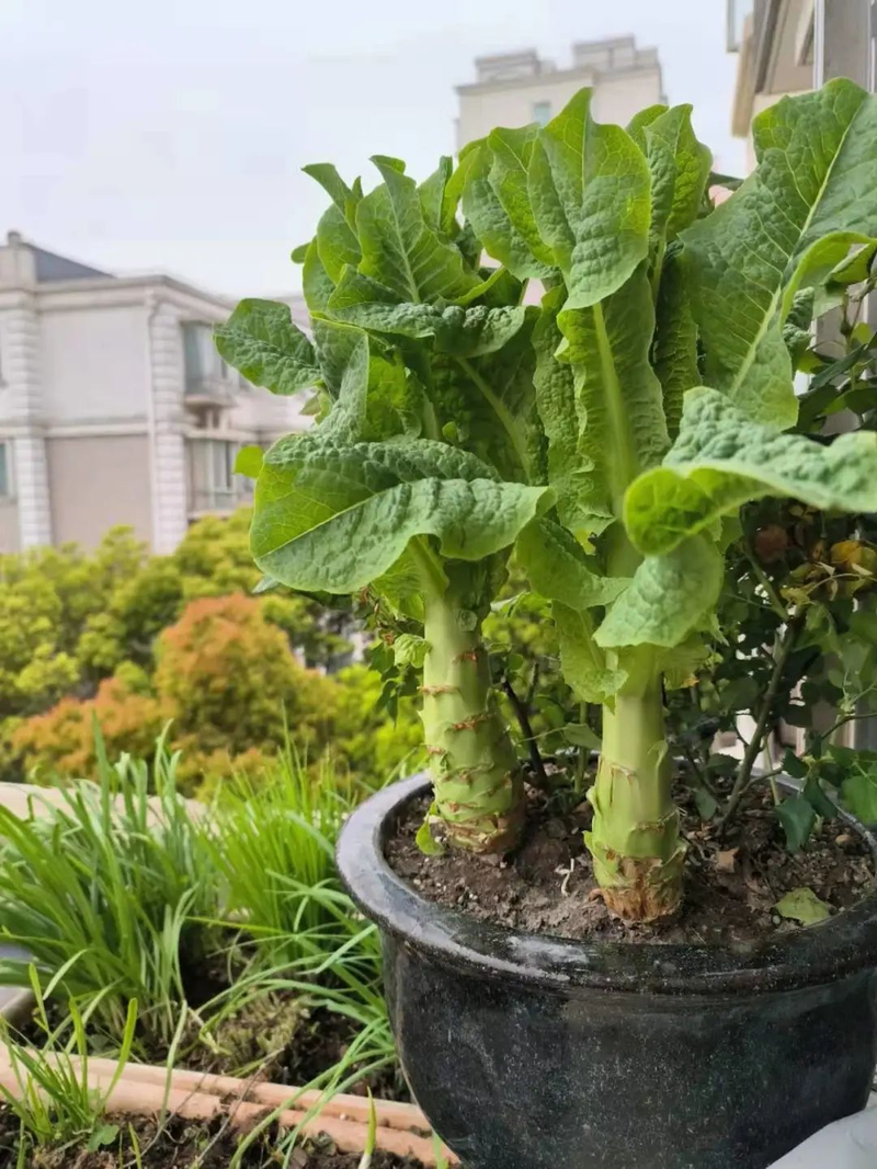 Map of the methods used to plant the balconies