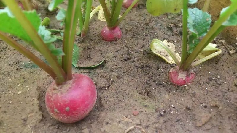 Map of the methods used to plant the balconies