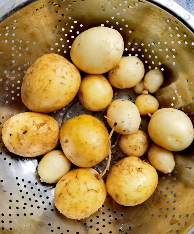 Map of the methods used to plant the balconies