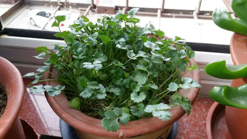 Map of the methods used to plant the balconies