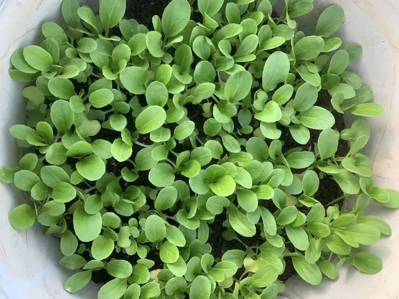 Map of the methods used to plant the balconies