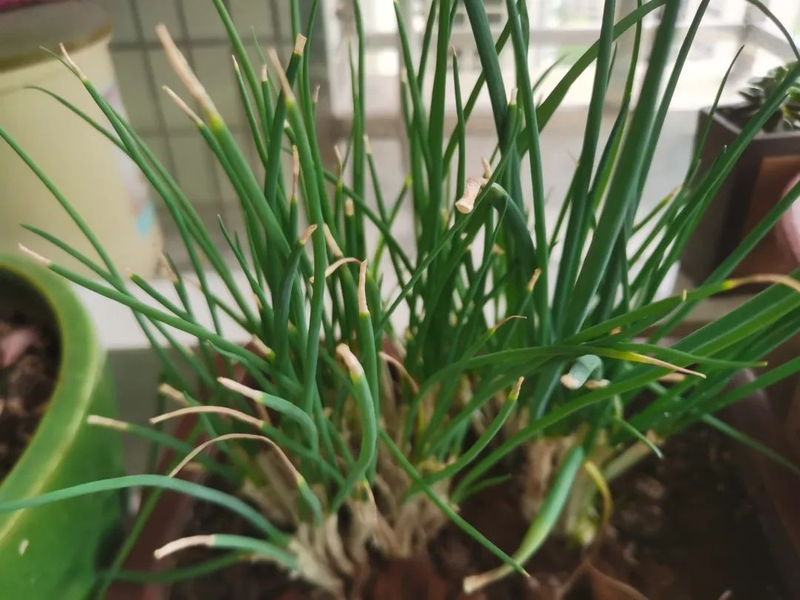 Map of the methods used to plant the balconies