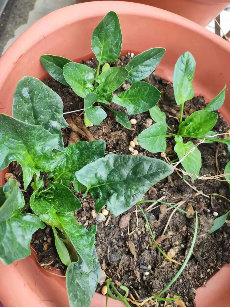 Map of the methods used to plant the balconies