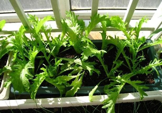 Map of the methods used to plant the balconies