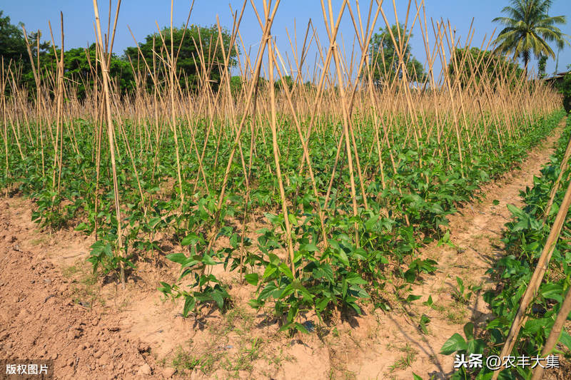 无架豇豆种植技术