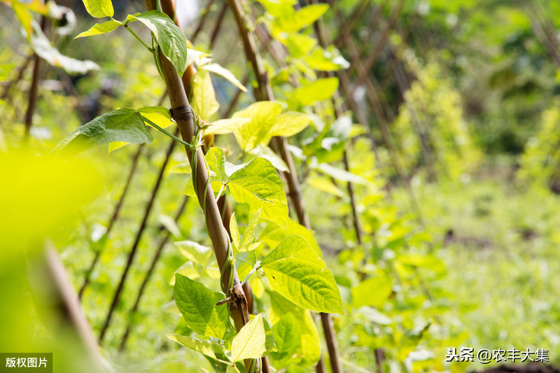 无架豇豆种植技术