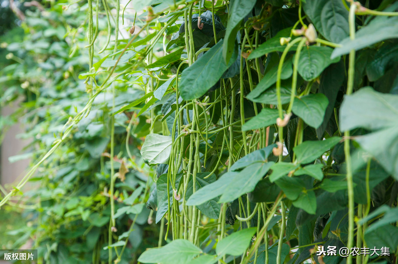 无架豇豆种植技术