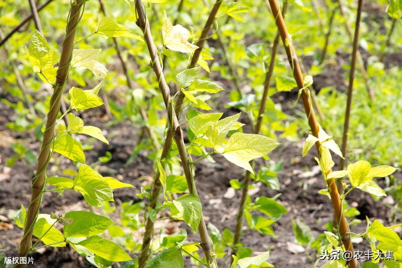 无架豇豆种植技术
