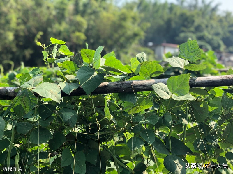 无架豇豆种植技术