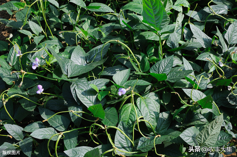 无架豇豆种植技术