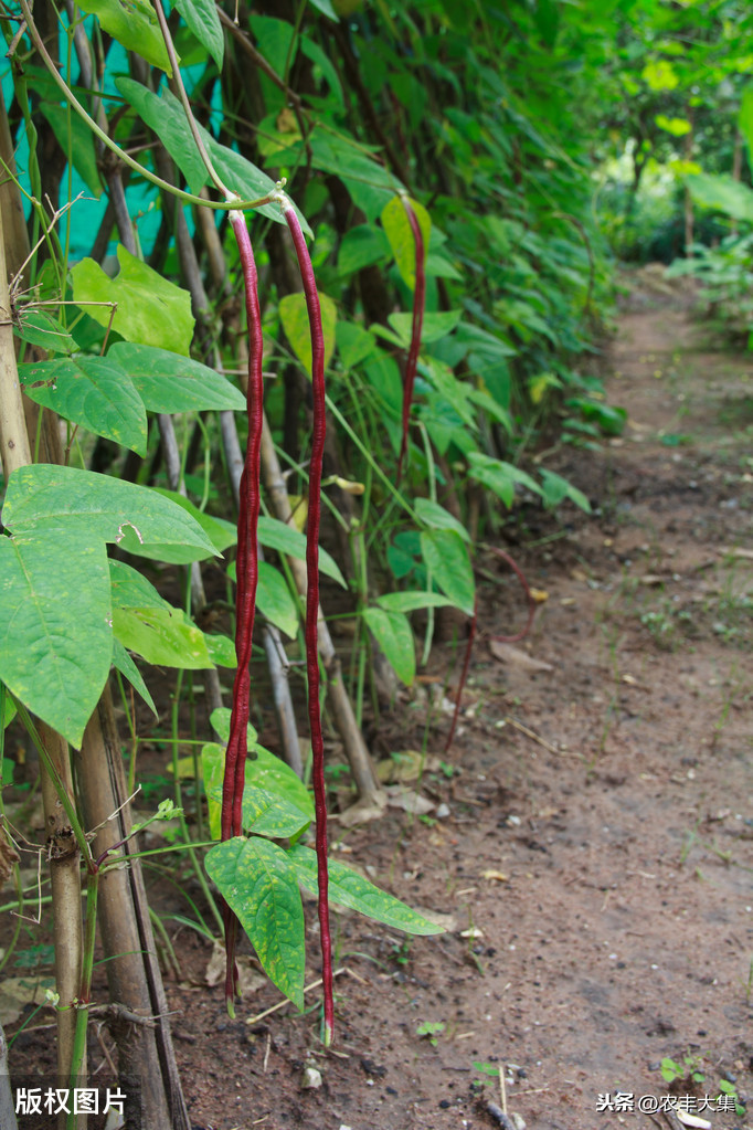无架豇豆种植技术