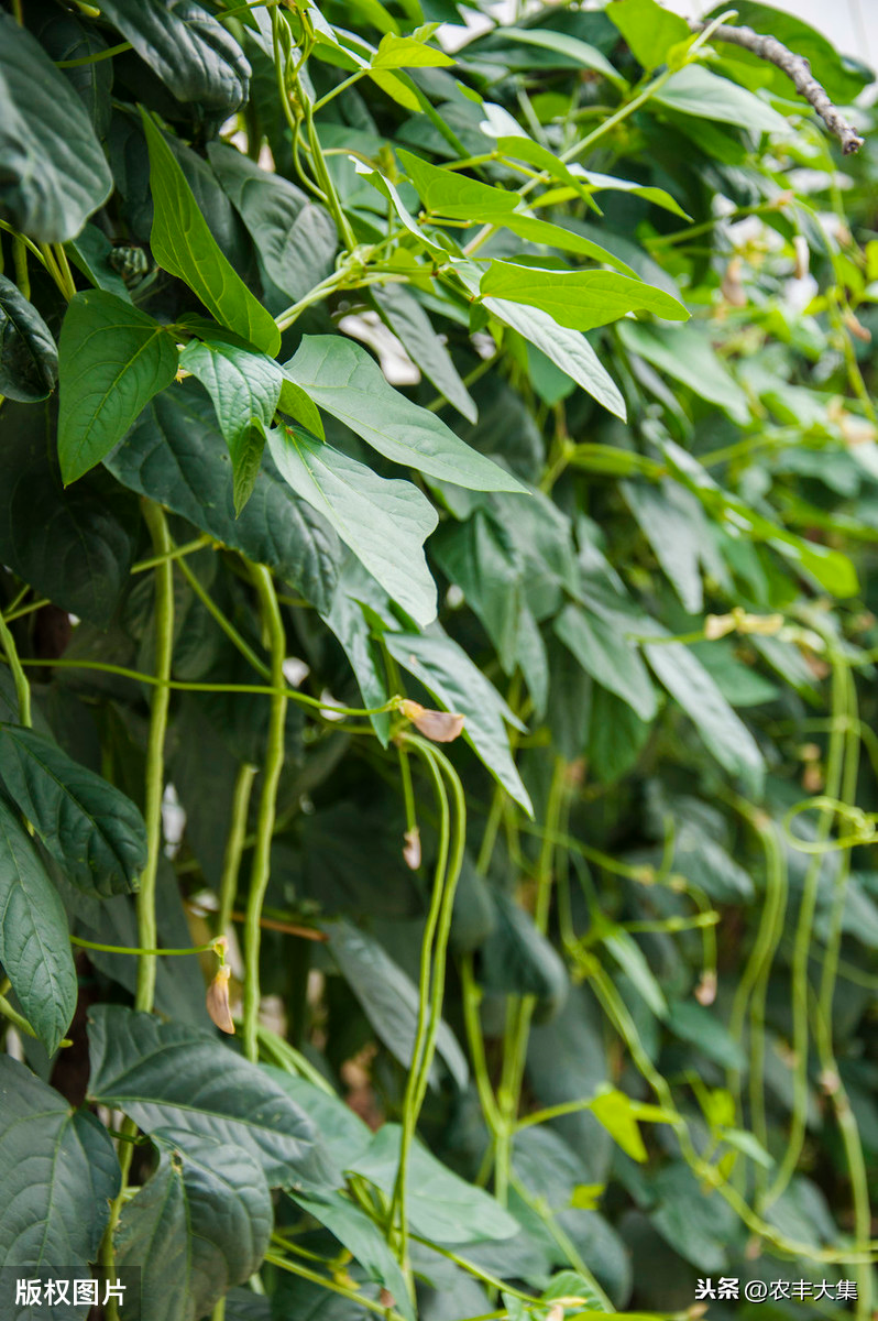 无架豇豆种植技术