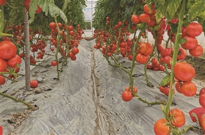 Autumn tomato cultivation technology