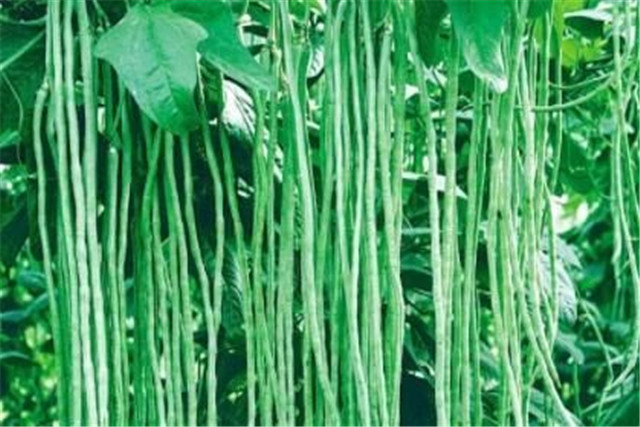 无架豇豆种植技术