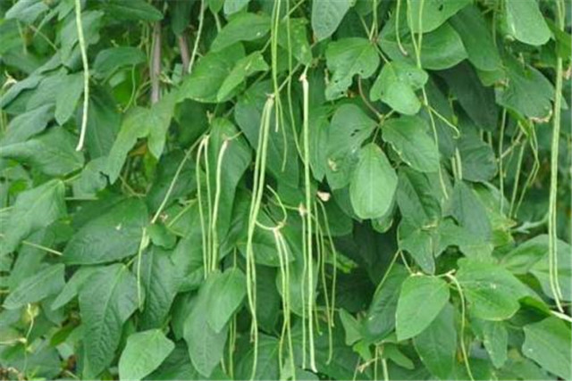 无架豇豆种植技术