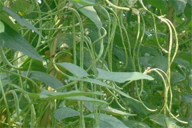 无架豇豆种植技术