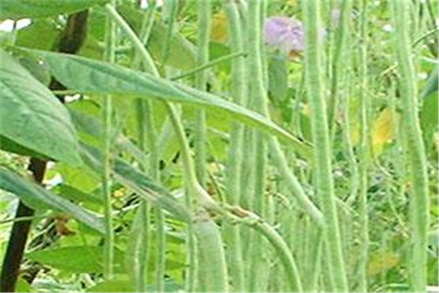 无架豇豆种植技术