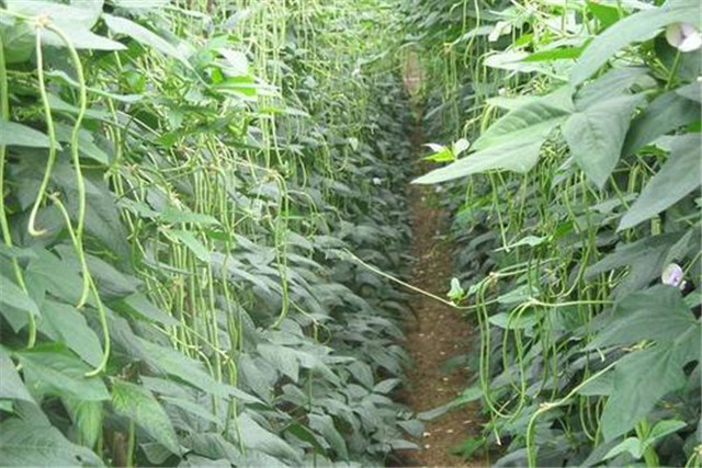 无架豇豆种植技术