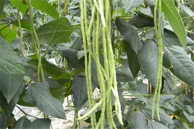 无架豇豆种植技术