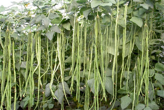 无架豇豆种植技术