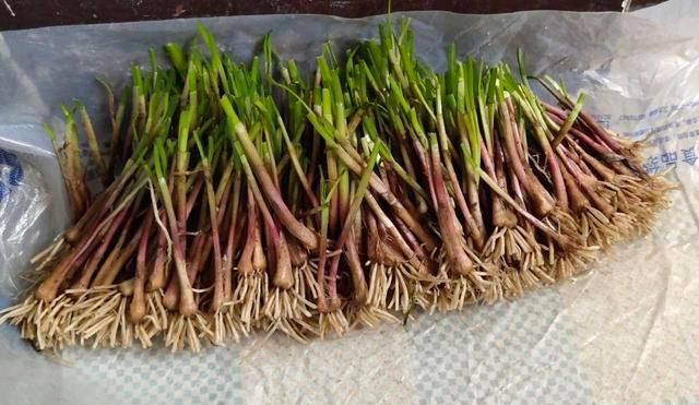 阳台生菜的种植方法图