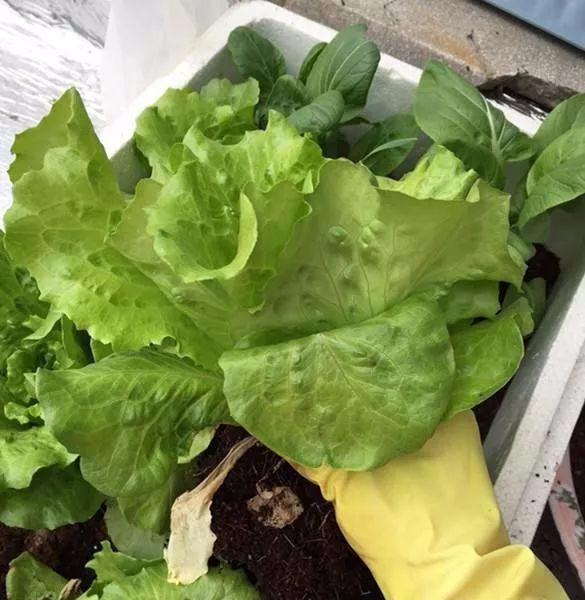 阳台生菜的种植方法图