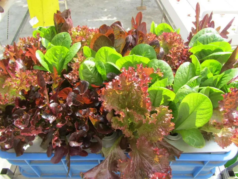 阳台生菜的种植方法图