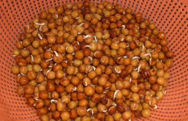 阳台生菜的种植方法图