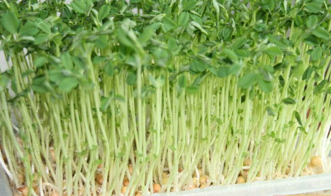 阳台生菜的种植方法图