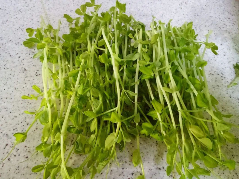 阳台生菜的种植方法图