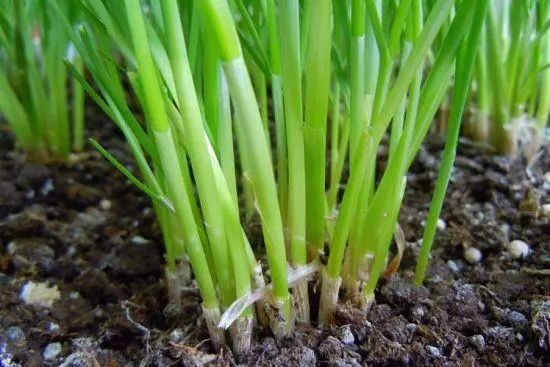 阳台生菜的种植方法图