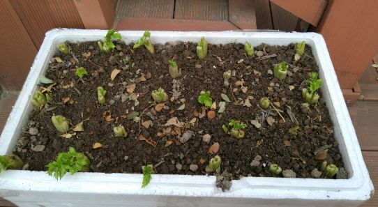 阳台生菜的种植方法图