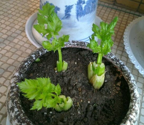 阳台生菜的种植方法图