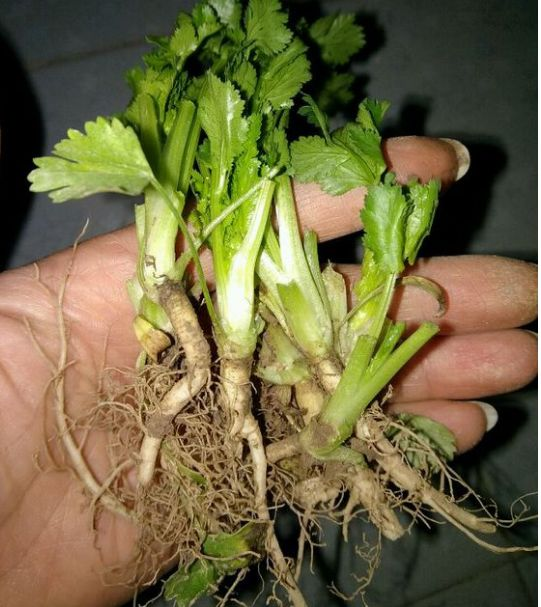 阳台生菜的种植方法图