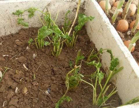 阳台生菜的种植方法图