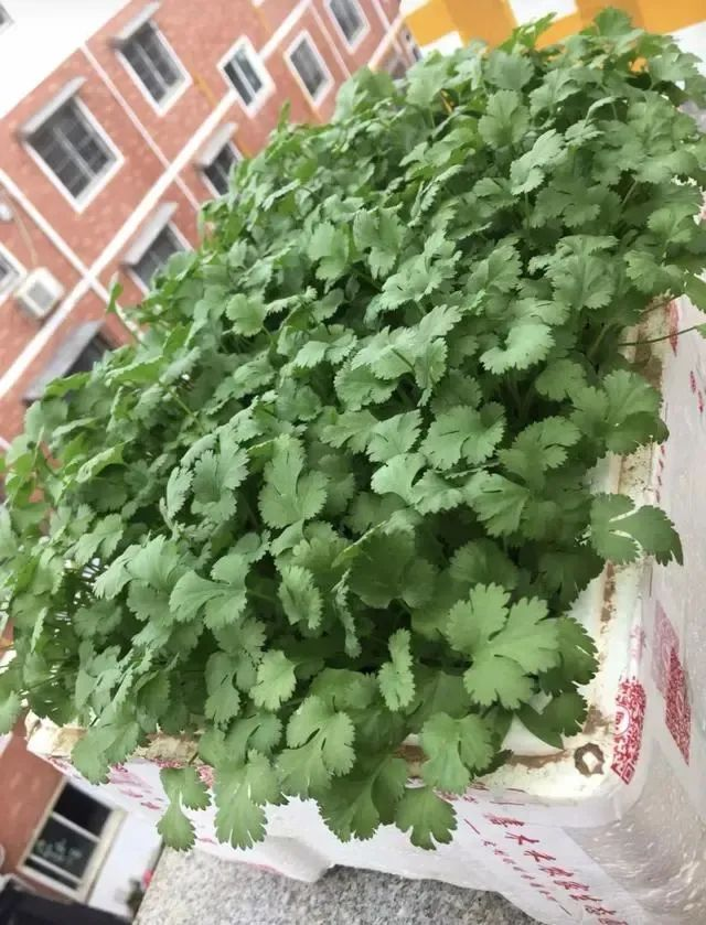 阳台生菜的种植方法图