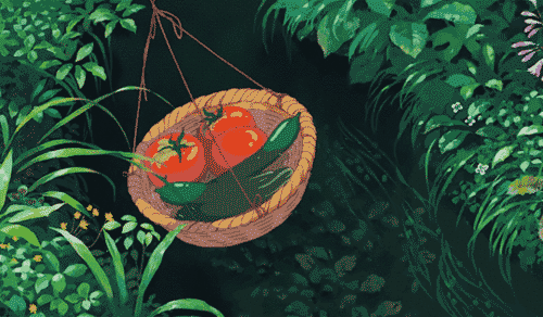 阳台生菜的种植方法图