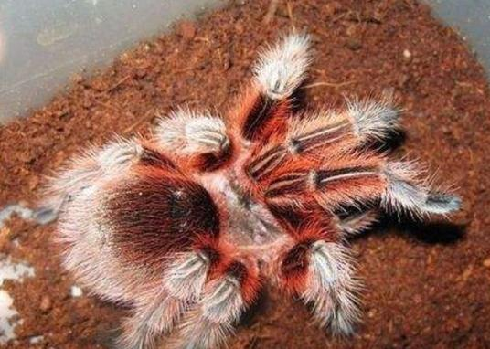 智利火玫瑰小知识