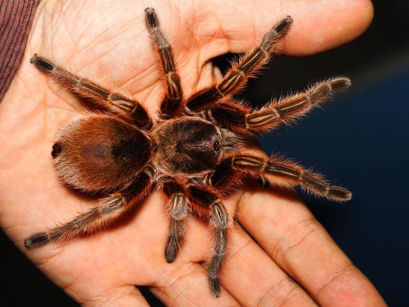 智利火玫瑰小知识