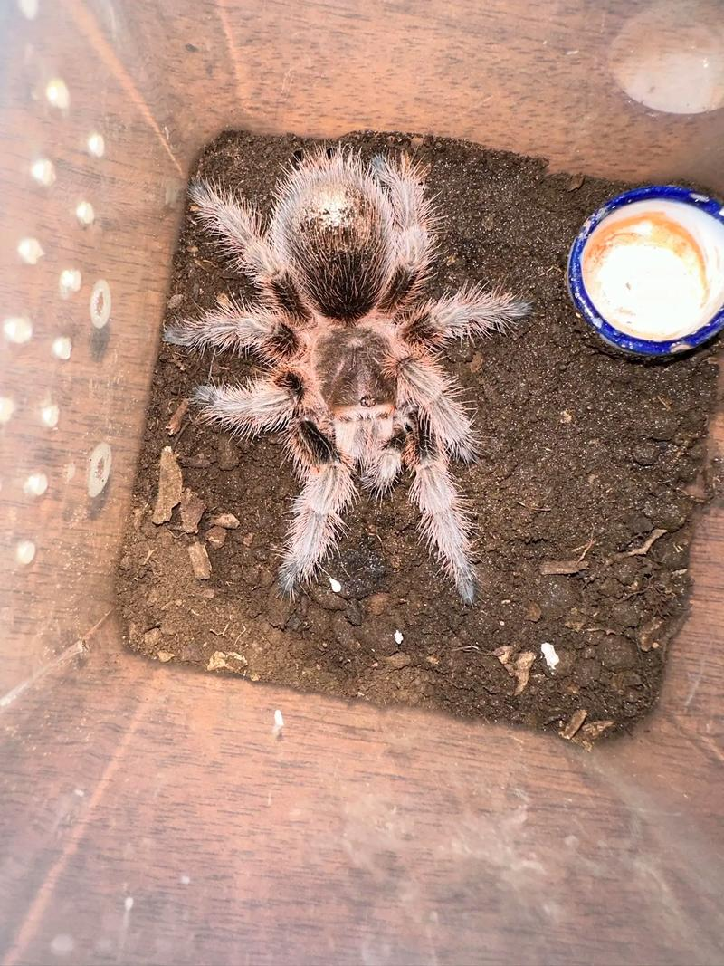 智利火玫瑰小知识