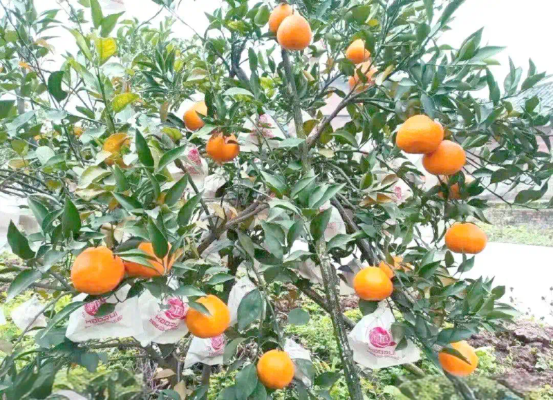 耙耙柑种植技术