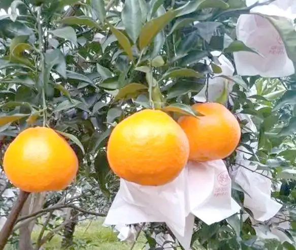 耙耙柑种植技术