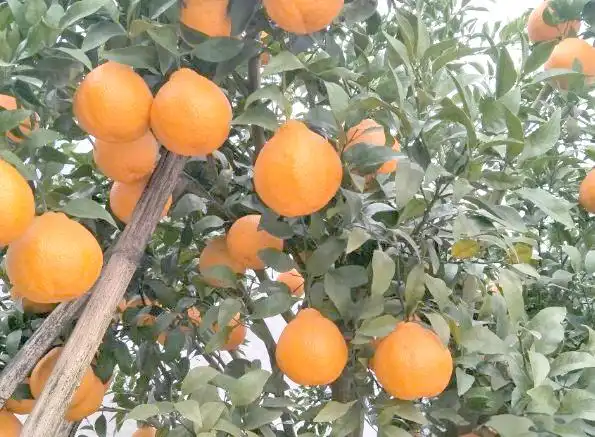 耙耙柑种植技术