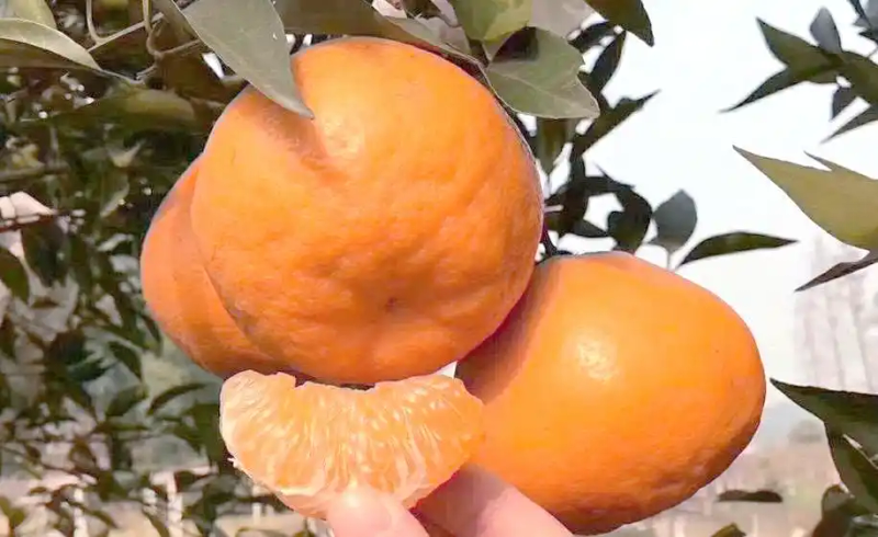 耙耙柑种植技术