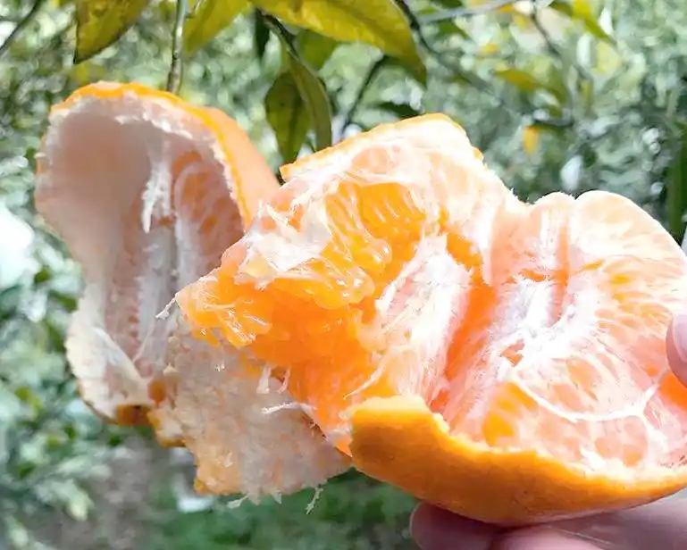 耙耙柑种植技术