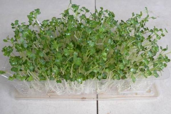 室内无土种植蔬菜