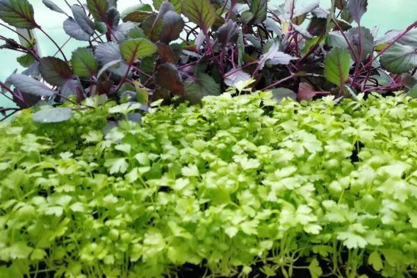 室内无土种植蔬菜