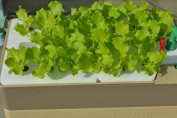 室内无土种植蔬菜