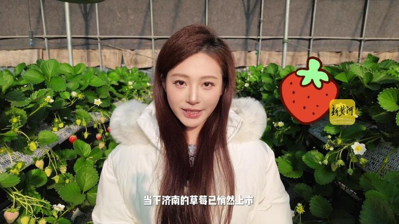 牛奶草莓种植技术