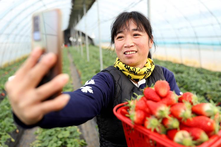 牛奶草莓种植技术